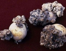 На Прикарпатті та Буковині виявили рак картоплі